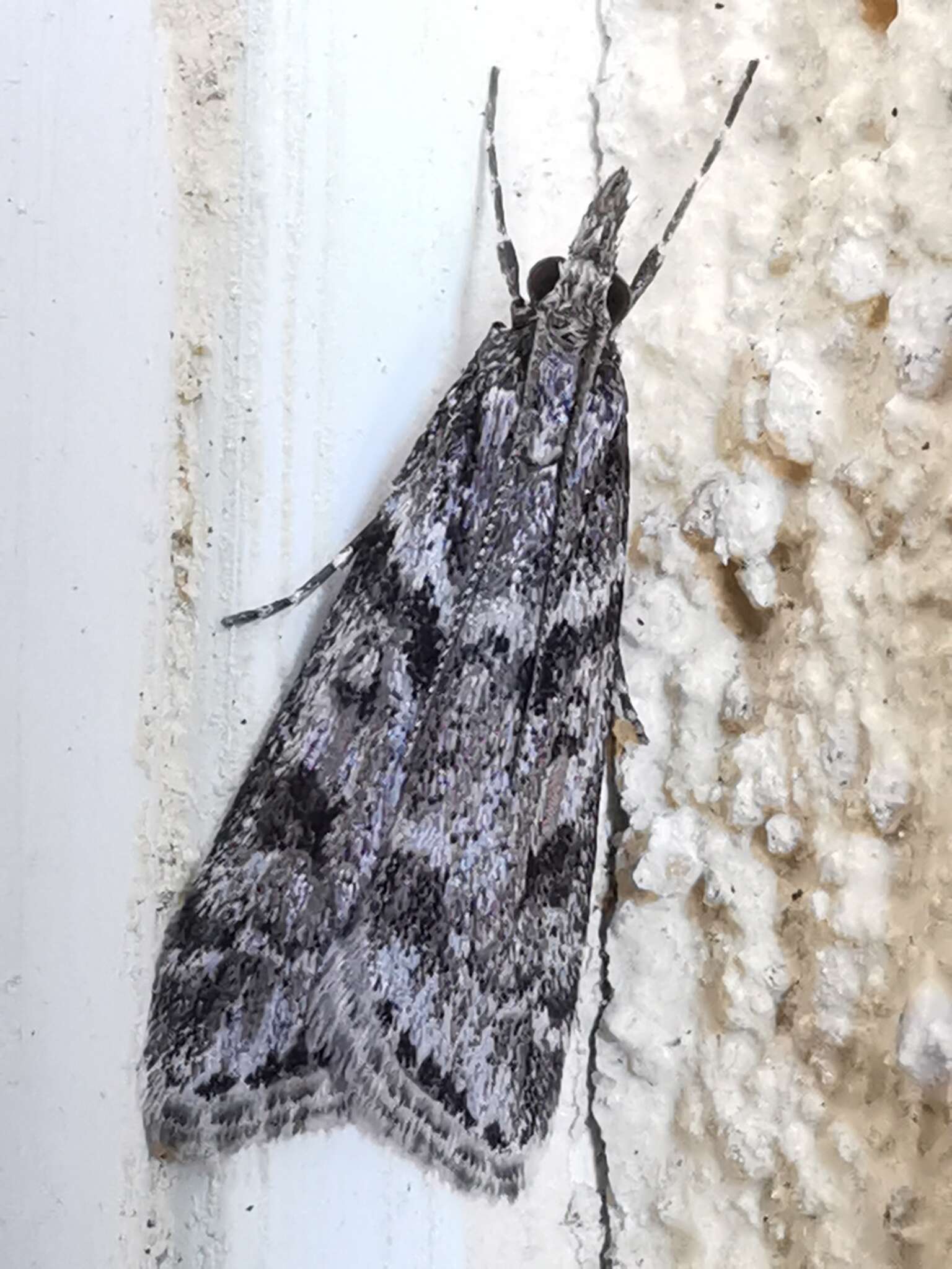Image of Narrow-winged Grey