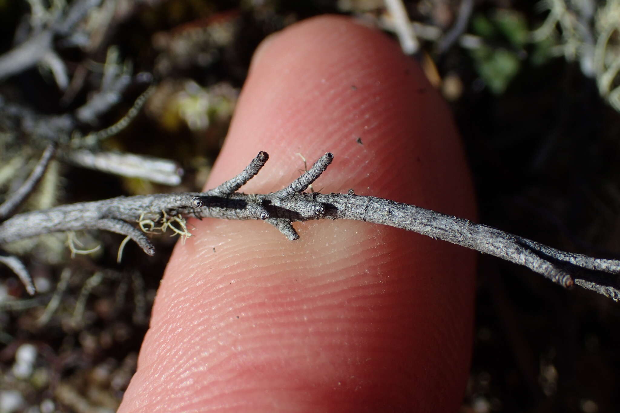 Image of Dracophyllum pronum W. R. B. Oliver