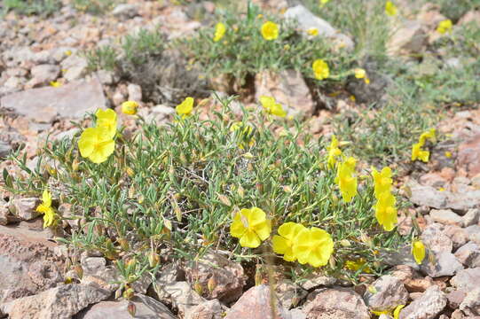 Image of Helianthemum songaricum Schrenk