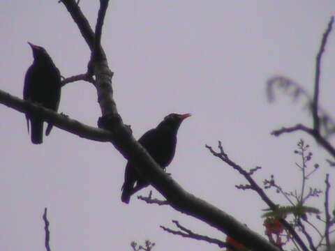 Image of Southern Hill Myna