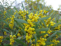 Image of Acacia hakeoides A. Cunn. ex Benth.