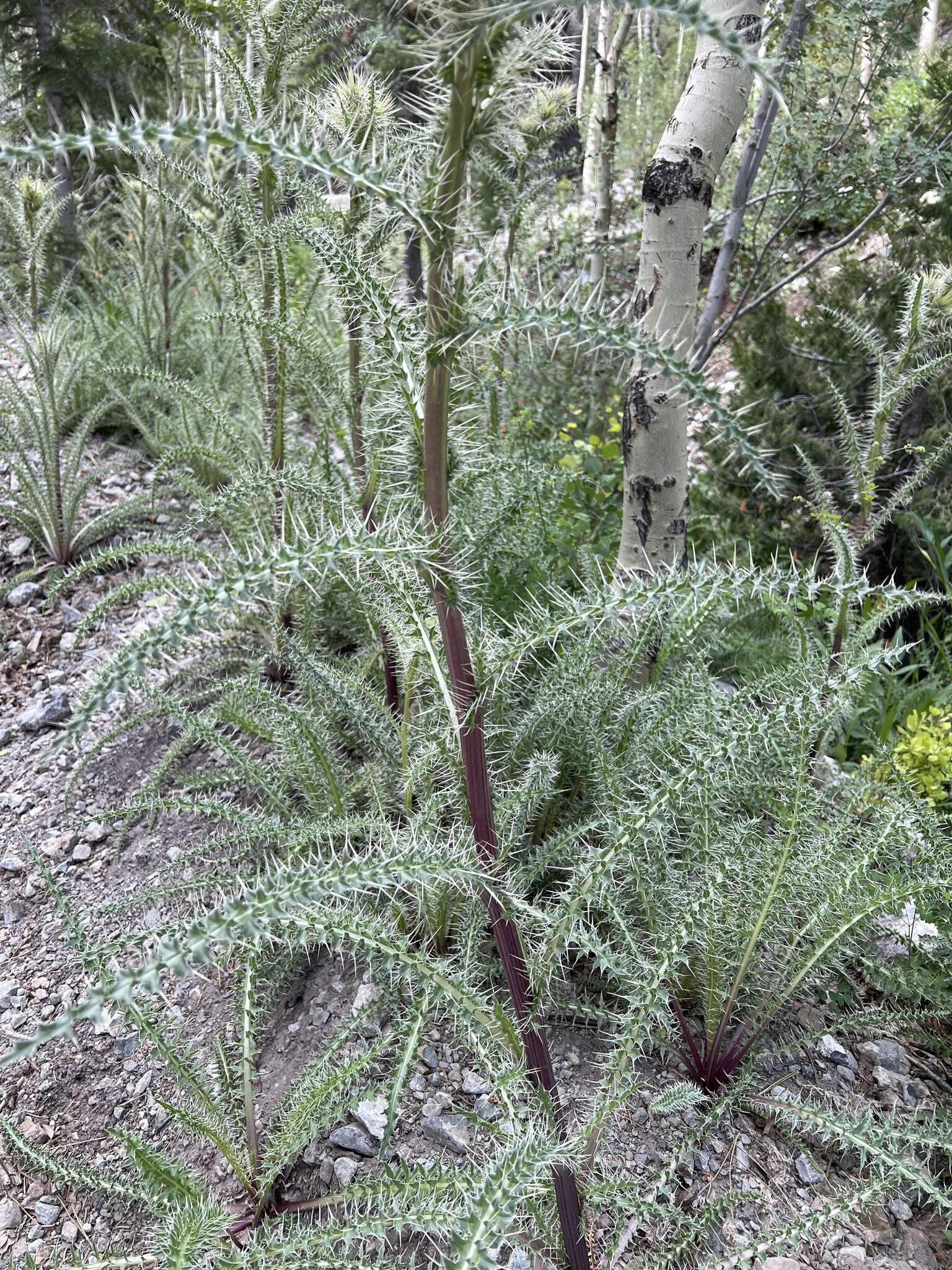 Image of whitespine thistle