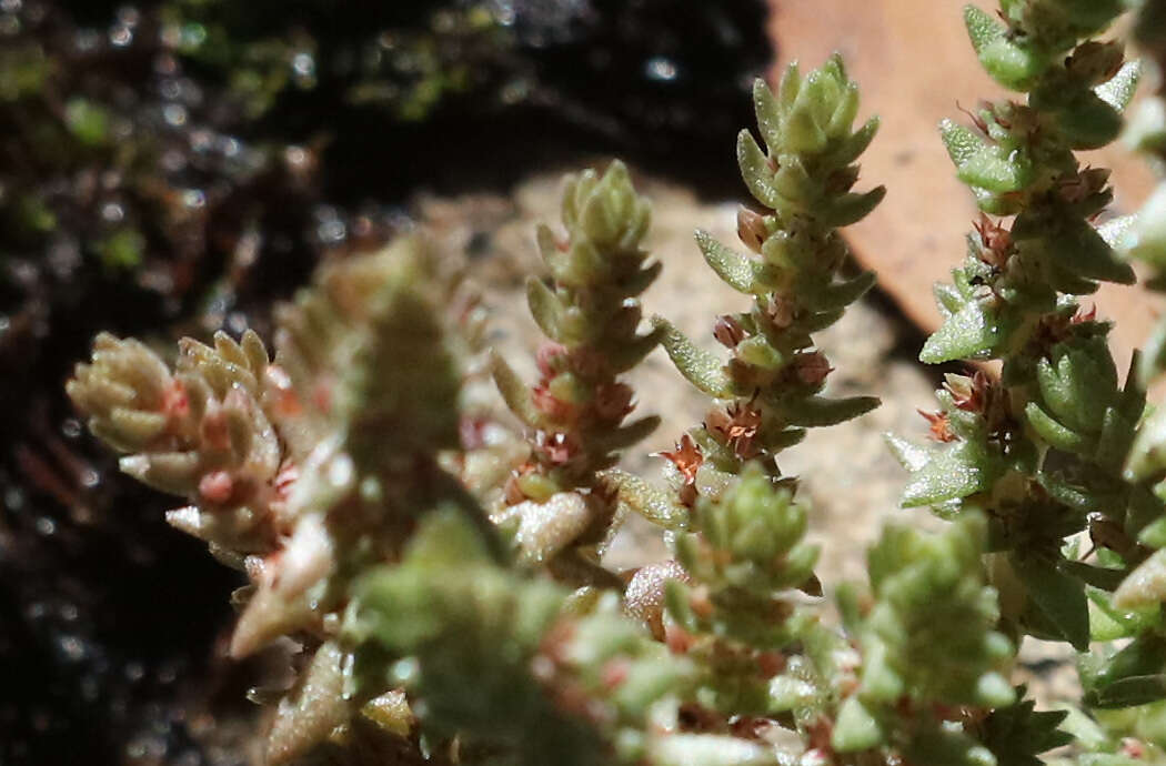 Crassula sieberiana (Schultes & J. H. Schultes) Druce resmi