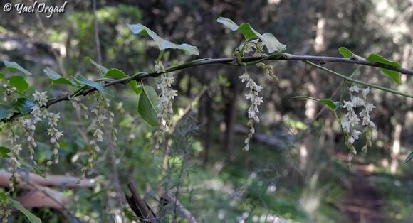 Image of Dioscorea orientalis (J. Thiébaut) Caddick & Wilkin