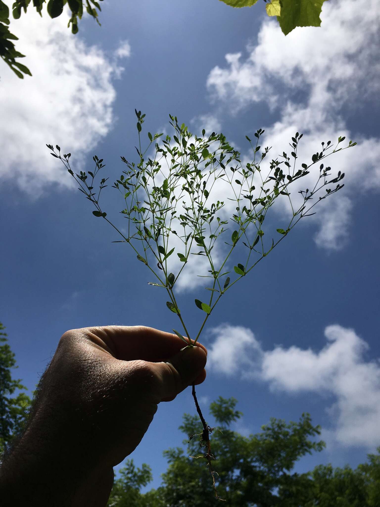 Image of smooth forked nailwort