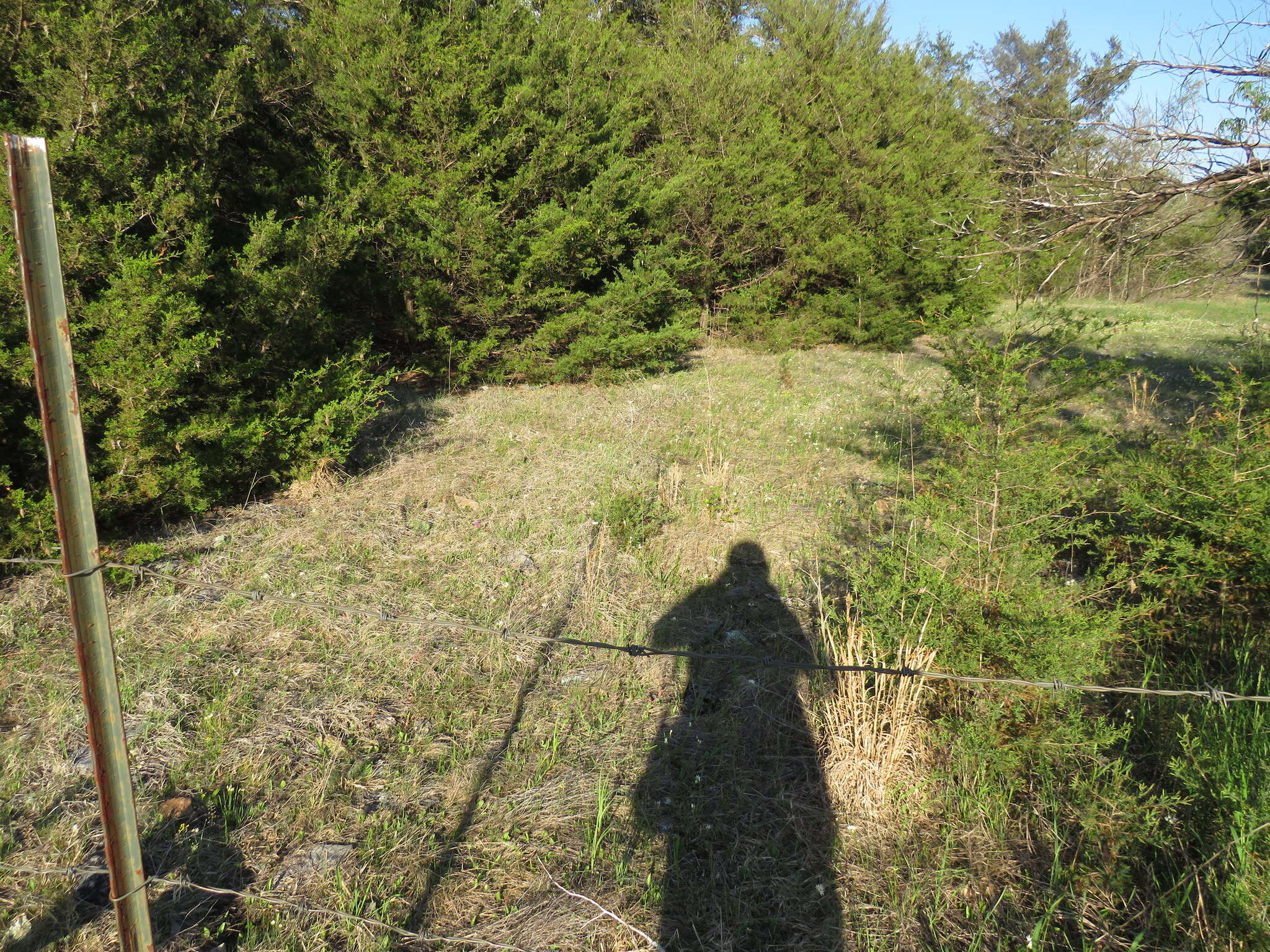 Image of Missouri bladderpod