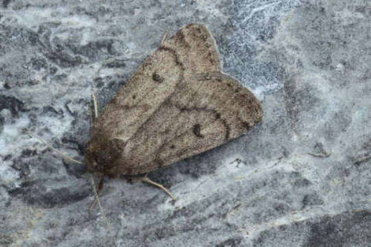 Image of Marsh moth