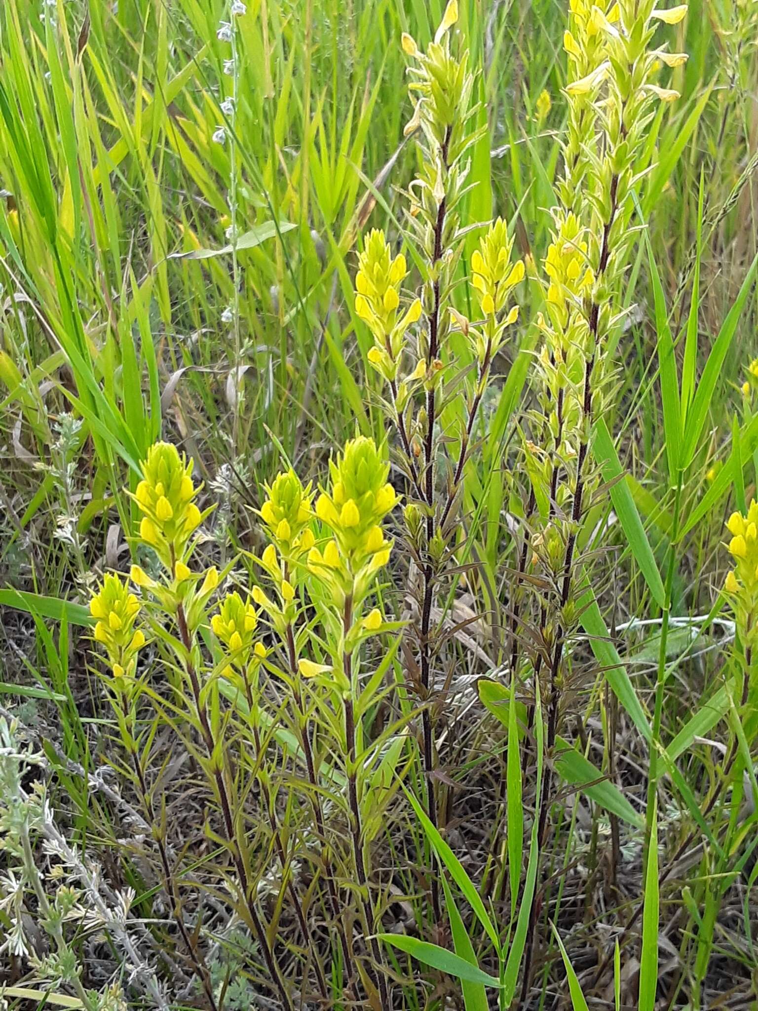 Imagem de Orthocarpus luteus Nutt.