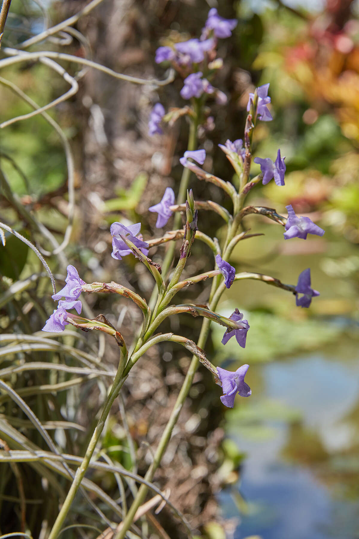 Image of Tillandsia streptocarpa Baker