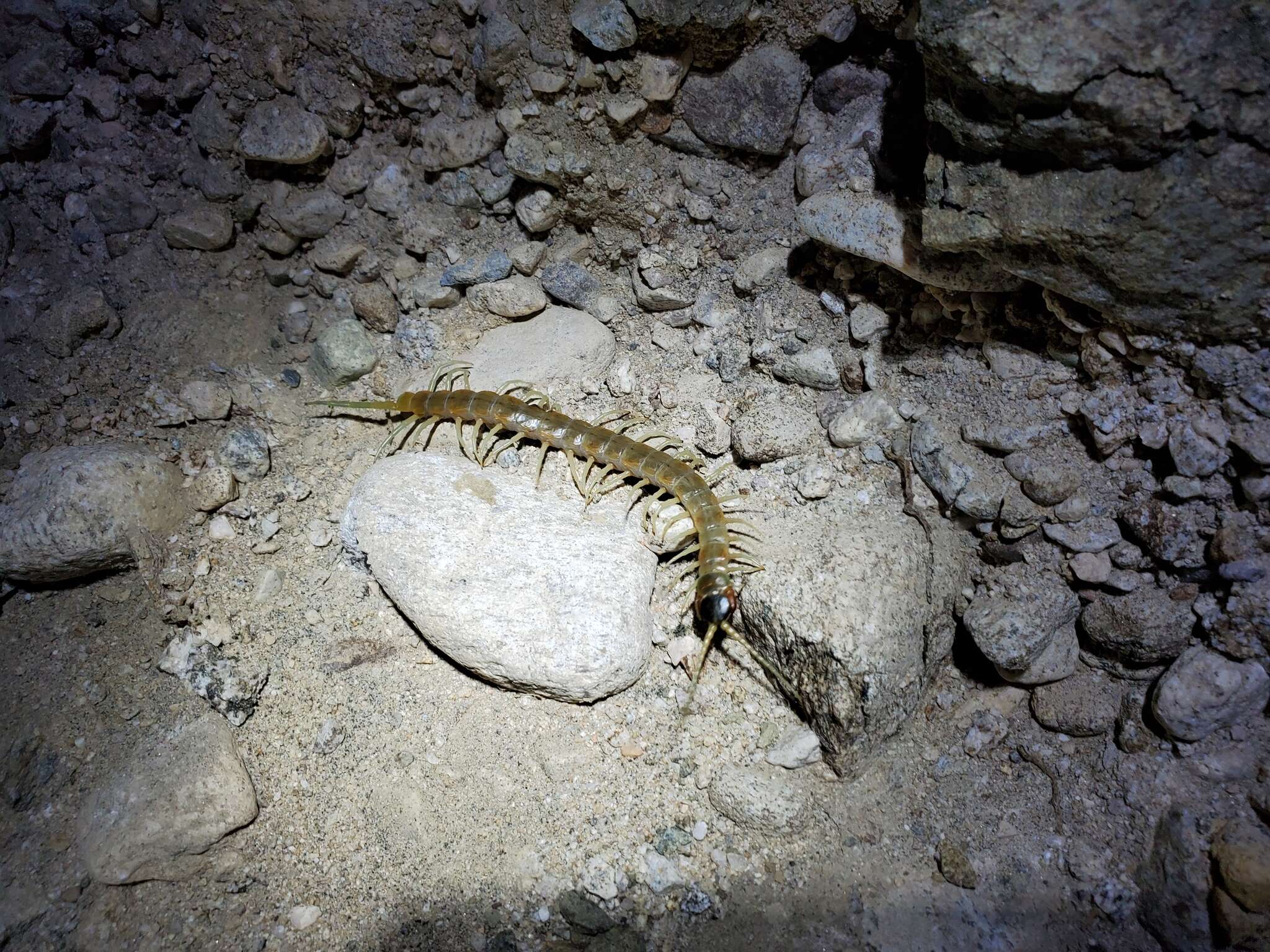 Image of Scolopendra aztecorum Verhoeff 1934