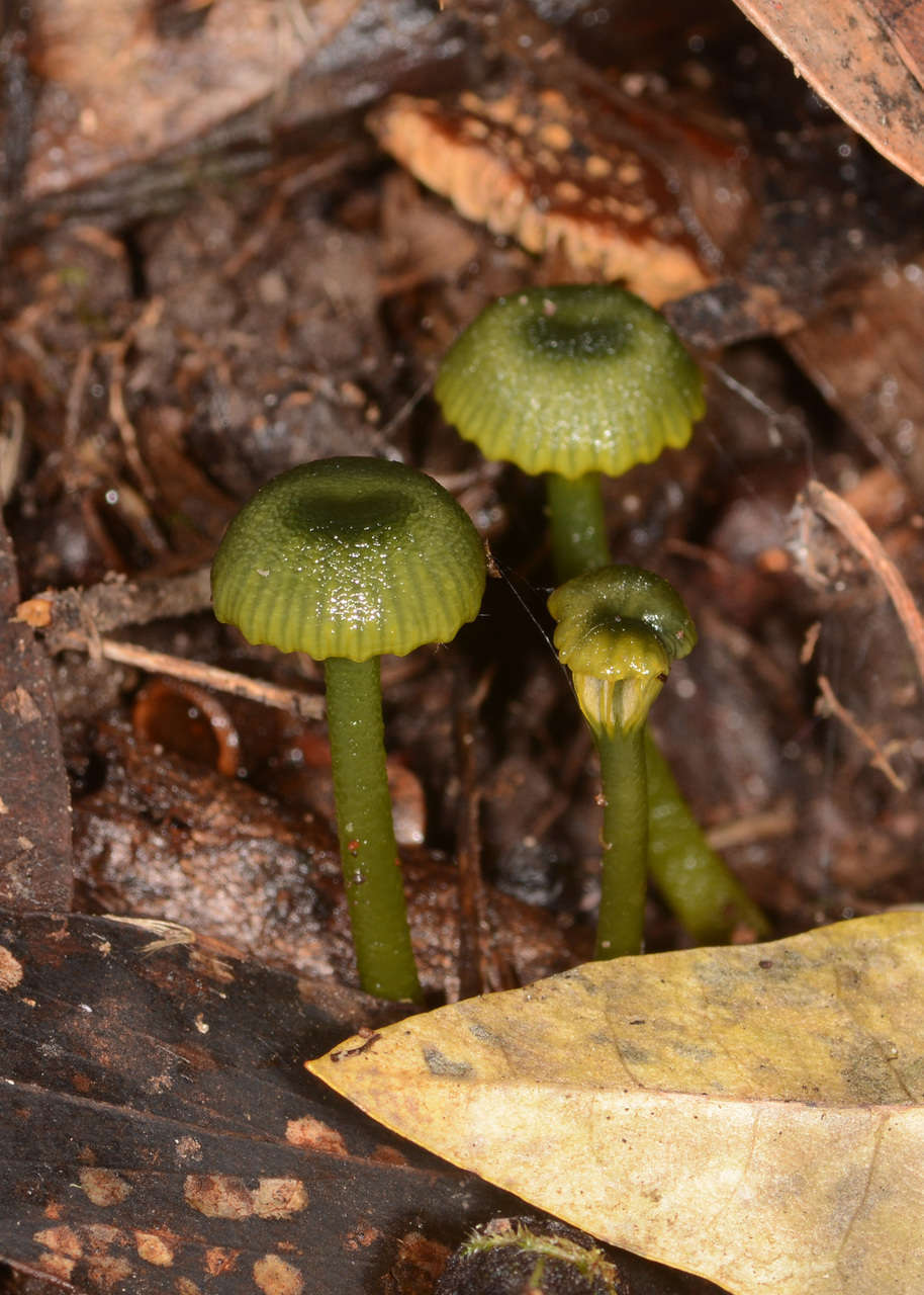 Image of Gliophorus pseudograminicolor (A. M. Young) P. M. Kirk 2013