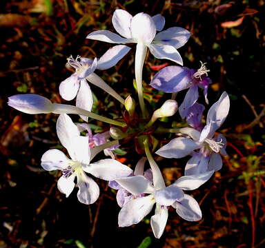 Image of Lapeirousia pyramidalis subsp. pyramidalis