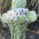 Image of Phylica constricta Pillans