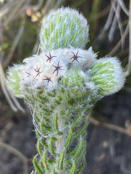 Image of Phylica constricta Pillans