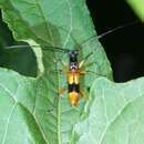 صورة Thoracibidion fasciiferum (Berg 1889)