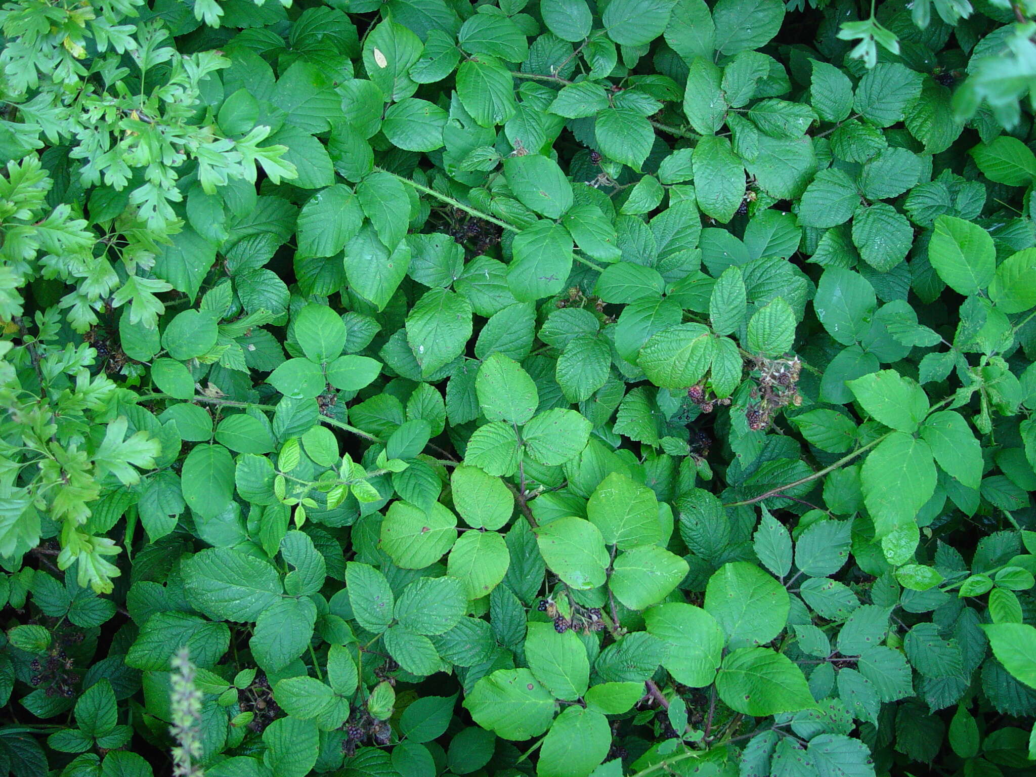 Image of Rubus angloserpens E. S. Edees & A. Newton