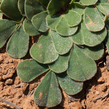 Image of Oxalis melanosticta Sond.