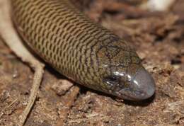 Image of Short-headed Legless Skink