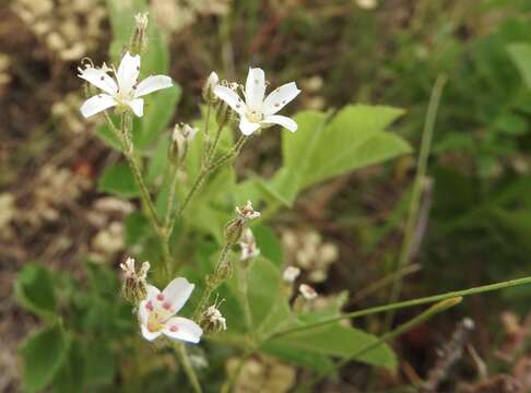 Image of Fendler's sandwort