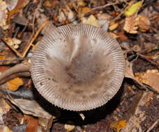 Image of Amanita cheelii P. M. Kirk 2013