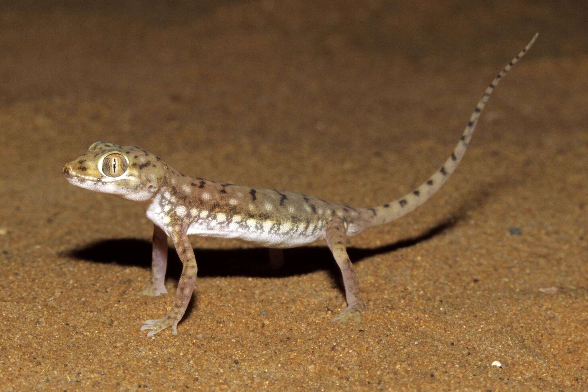 Image of Anderson's Short-fingered Gecko