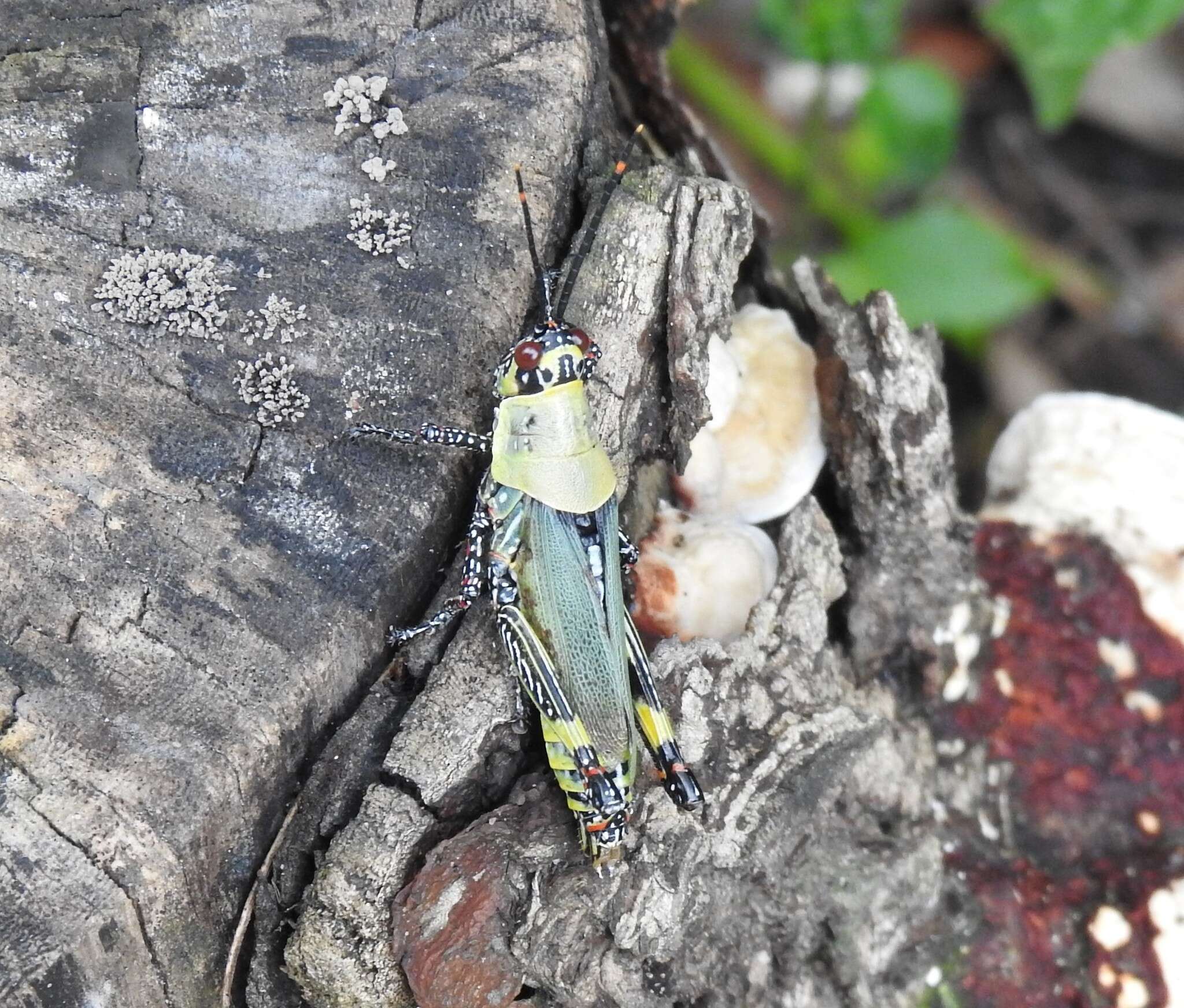 Image of Variegated grasshopper