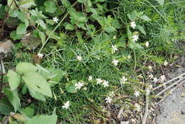 Image of Silene saxifraga L.