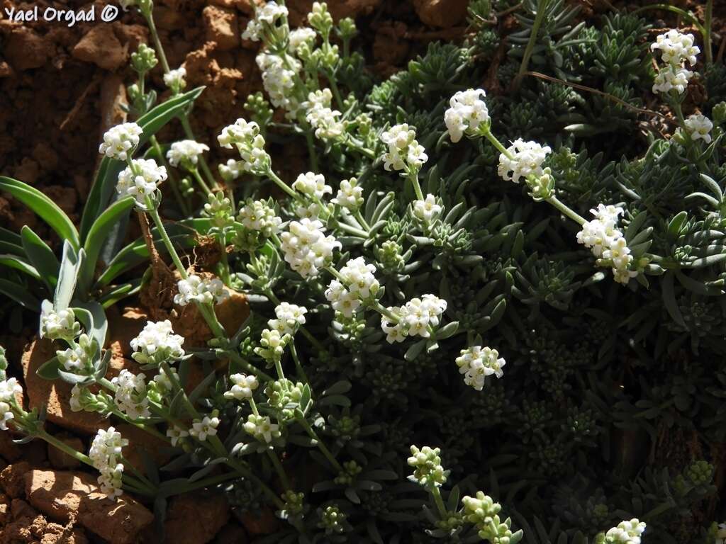 Image of Galium incanum Sm.