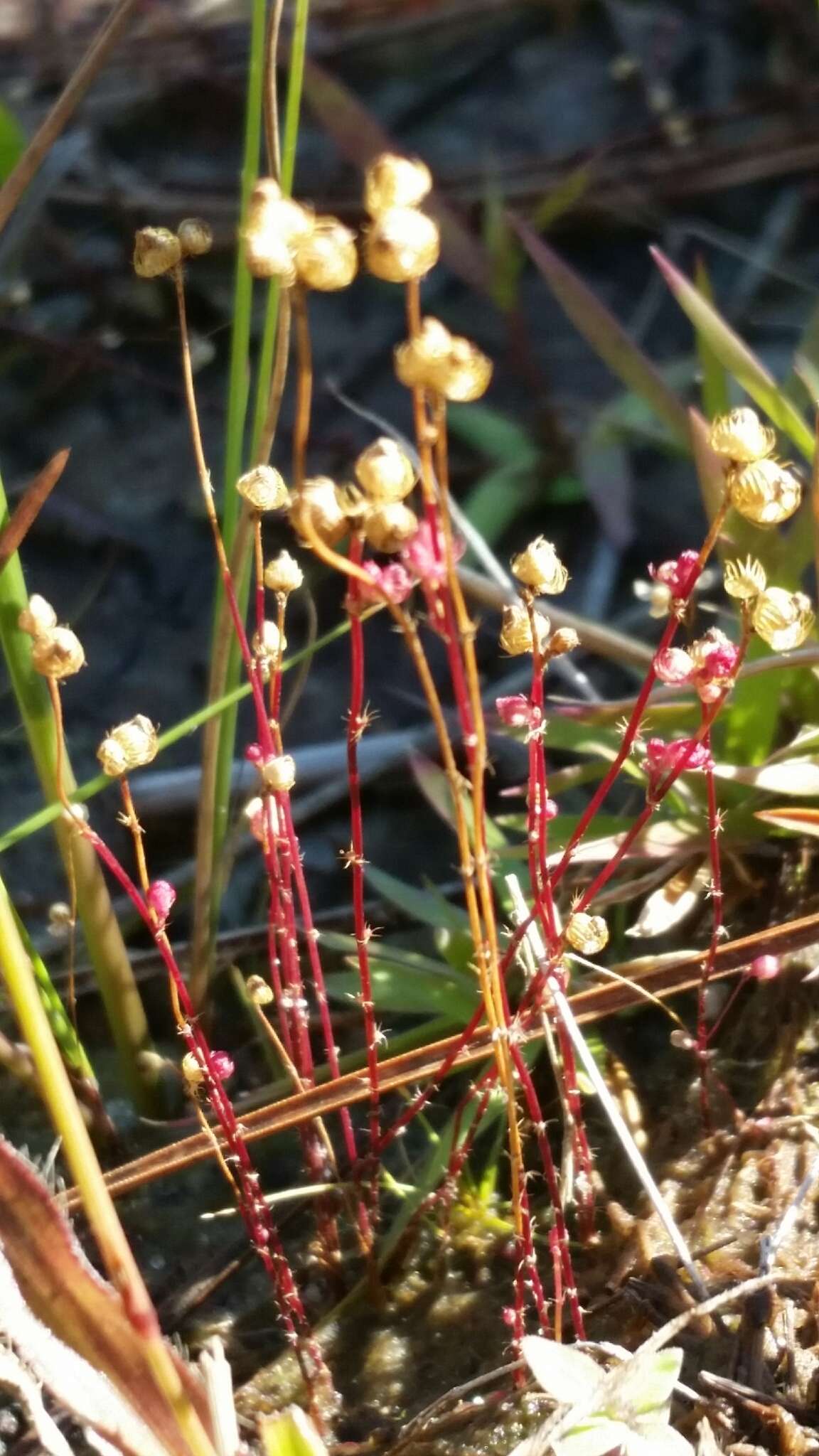 Image of Fringed Bladderwort