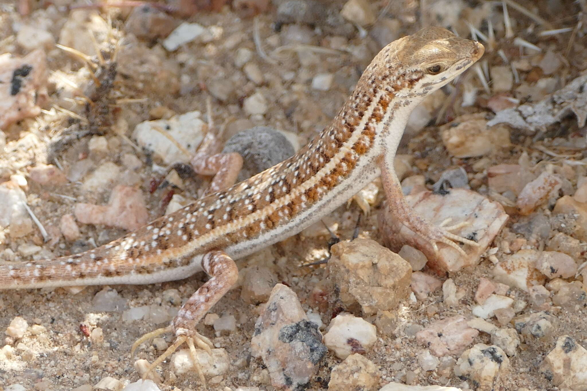 Imagem de Trachylepis acutilabris (Peters 1862)