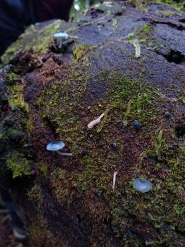 Image of Mycena cyanocephala Singer 1969