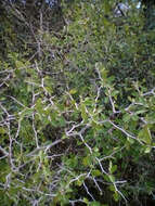 Image of Texan hogplum