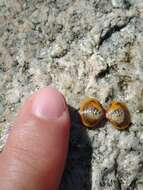 Image of Purple Asian clam