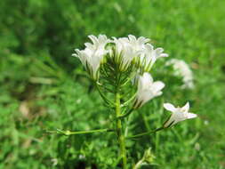 Imagem de Lysimachia candida Lindl.