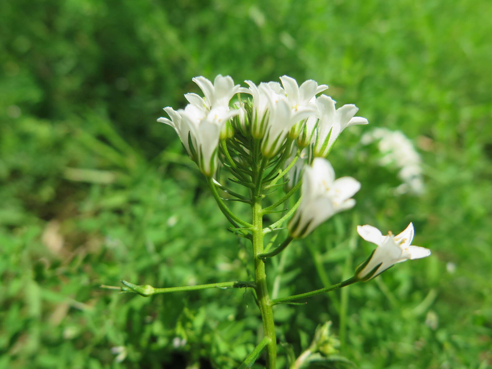 Image of Lysimachia candida Lindl.