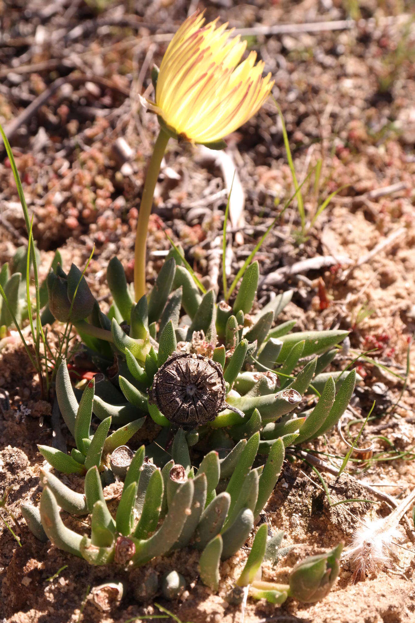 صورة Cephalophyllum loreum (L.) Schwant.