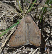 Image of Forage Looper