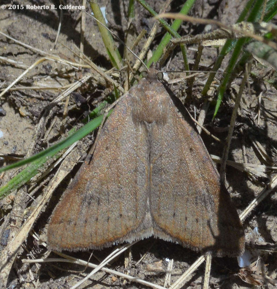 Image of Forage Looper