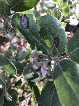 Image of woollyleaf manzanita