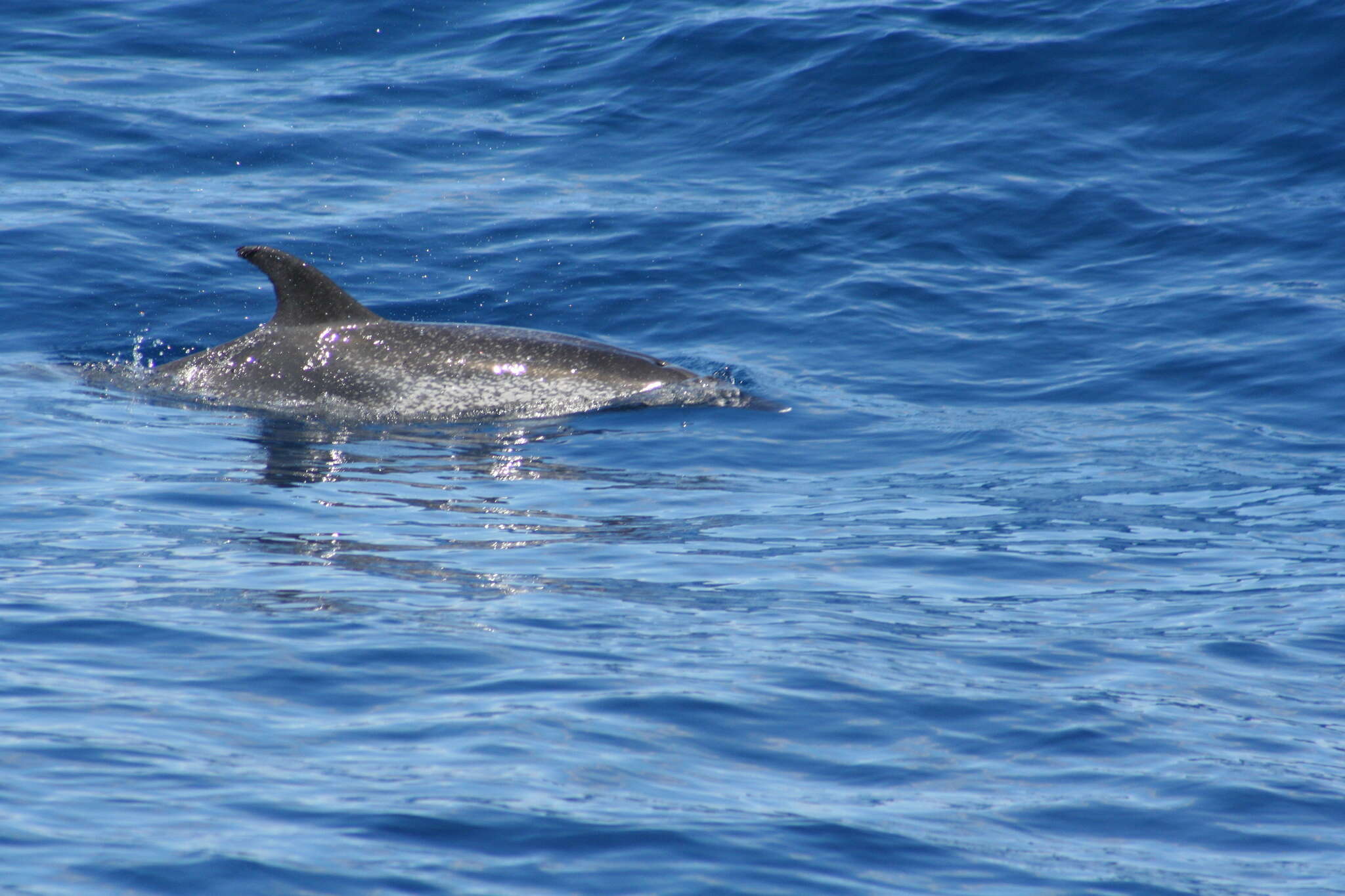 Image de Dauphin Tacheté De L'Atlantique