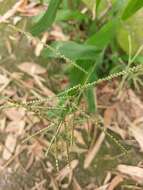 Image de Paspalum paniculatum L.