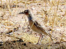 Imagem de Chersomanes albofasciata barlowi White & Cmn 1961