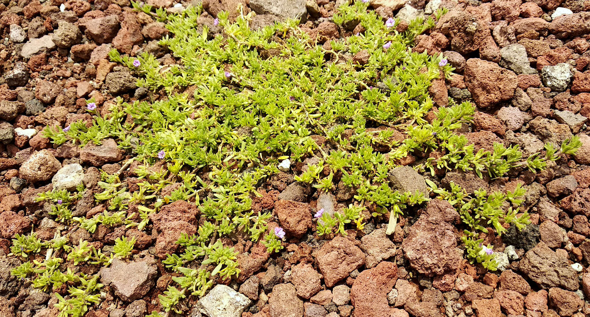 Image of seaside petunia