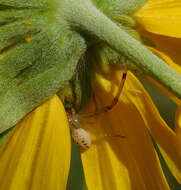 Image of Swift Crab Spider