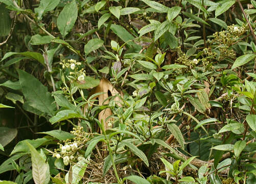 Image of Calceolaria martinezii Kränzl.