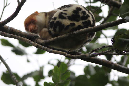 Image of Common Spotted Cuscus