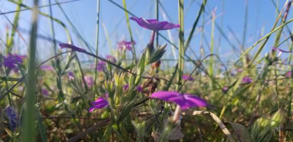 Image of Rio Grande phlox