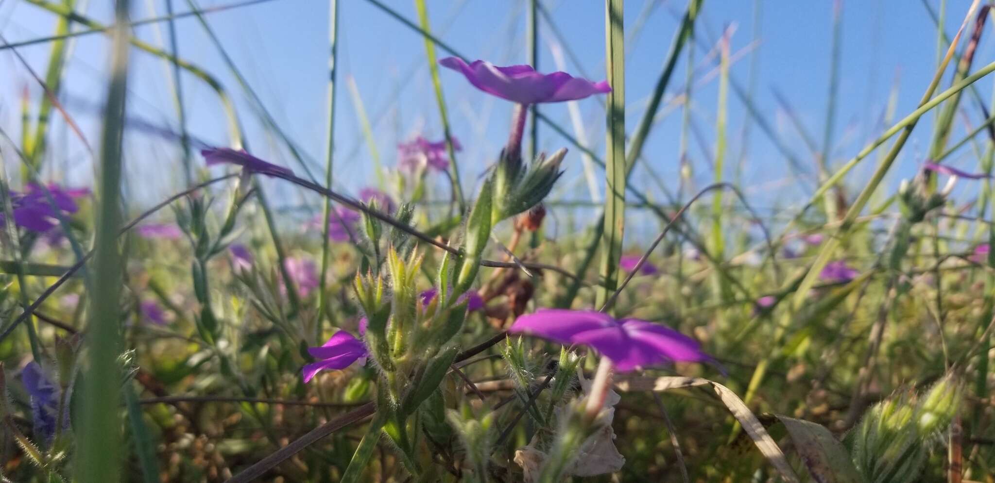 Imagem de Phlox glabriflora (Brand) Whitehouse