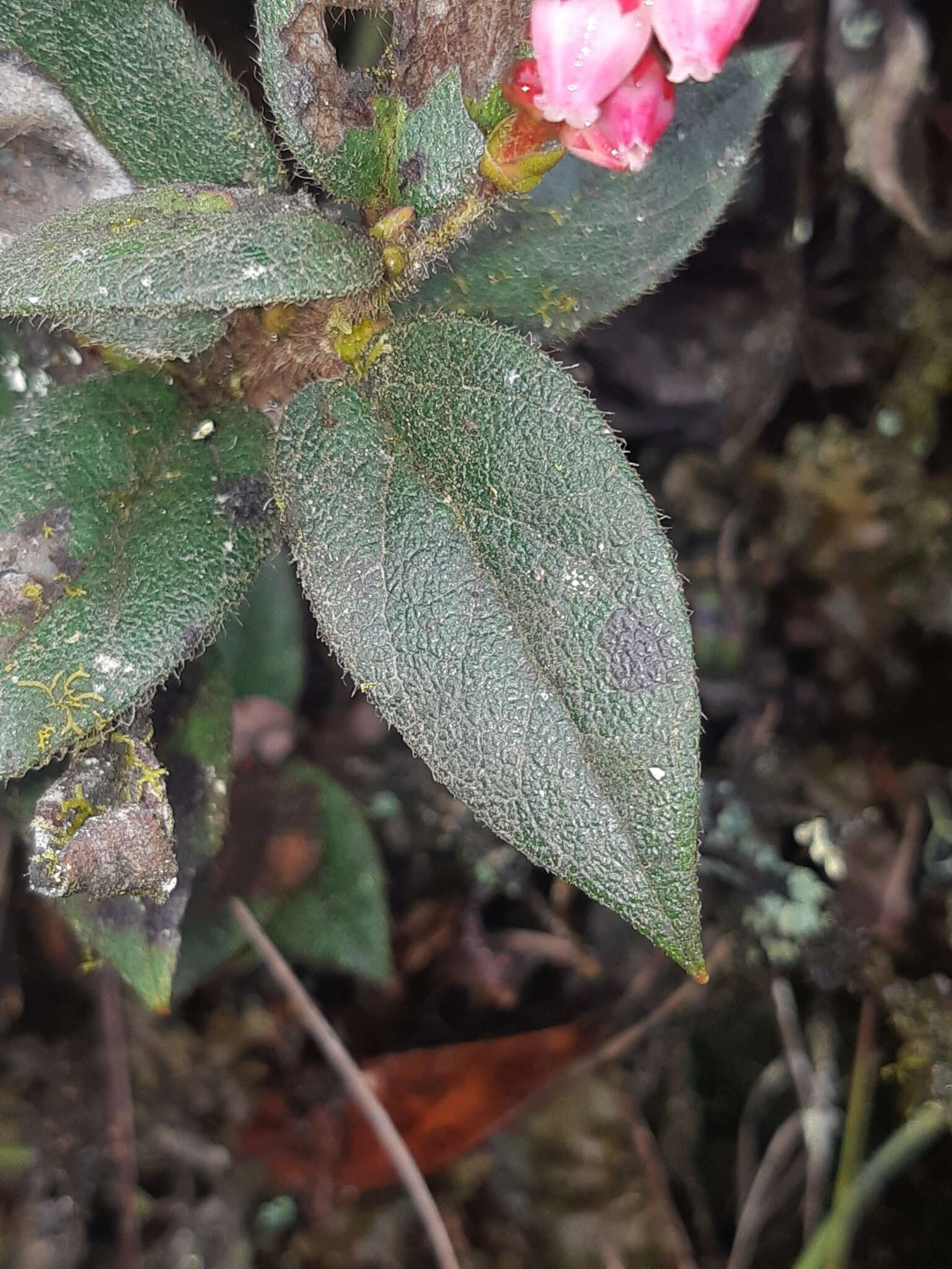 Image de Gaultheria glomerata (Cavanilles) Sleumer