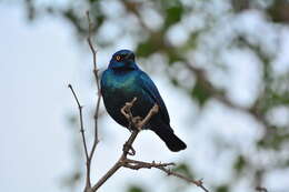 Image of Cape Glossy Starling